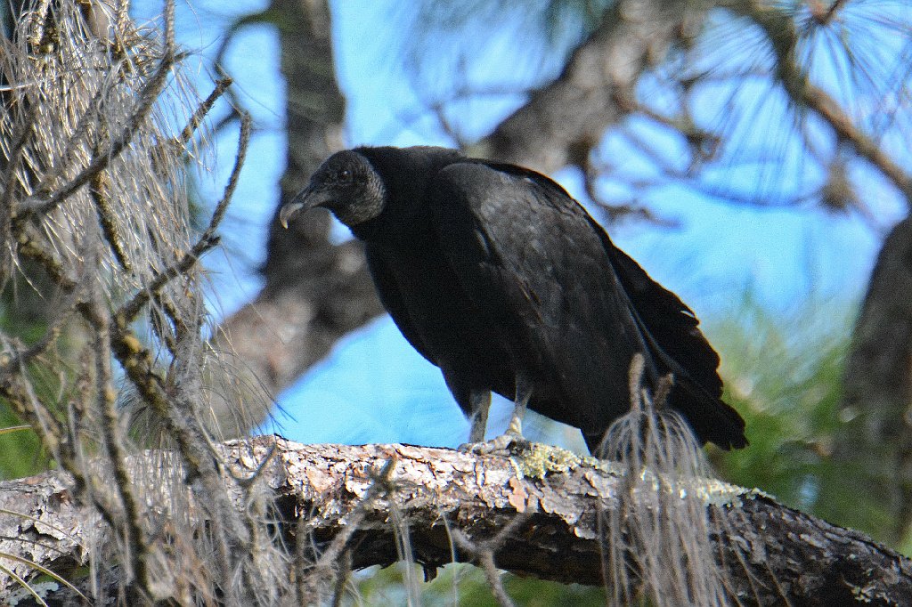 Vulture, Black, 2015-01262749 Hickey's Creek Mitigation Park, FL.JPG - Black Vulture. Hickey's Creek Mitigation Park, FL, 1-26-2015